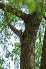 Woodpecker explores a tall tree in a serene natural setting