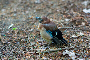 Jay bird standing quietly on forest floor surrounded by dried leaves