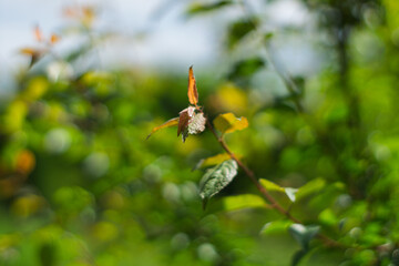Green foliage with a focus on a single leaf in a sunny garden