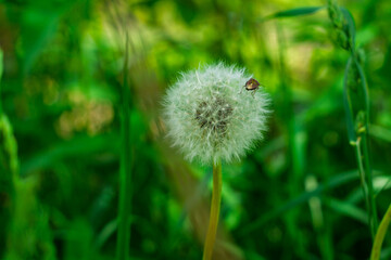 Dandelion puff surrounded by vibrant green grass in a sunny meadow