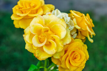 Beautiful yellow roses blooming in a garden during daytime in spring