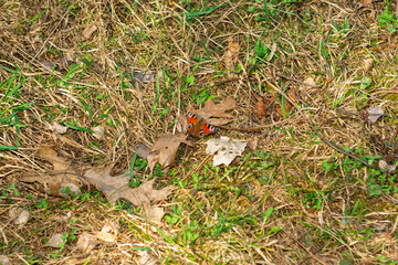 Colorful butterfly resting on grass amidst fallen leaves in spring