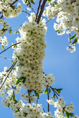 Blooming cherry blossom branches against a clear blue sky