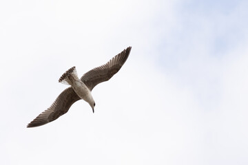 seagull flying in the sky