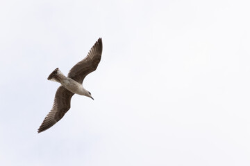 seagull flying in the sky