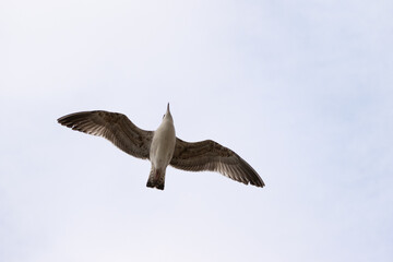 seagull flying in the sky