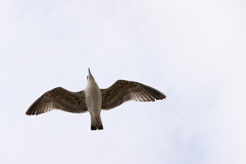 seagull flying in the sky