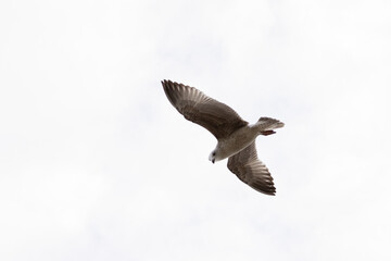 seagull flying in the sky