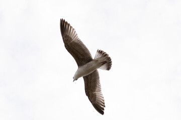 seagull flying in the sky