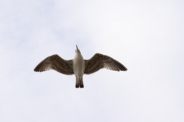 seagull flying in the sky