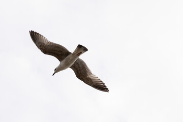 seagull flying in the sky