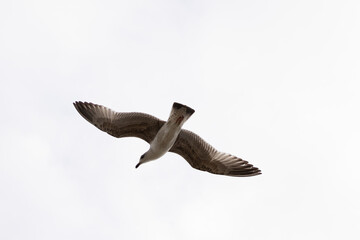 seagull flying in the sky