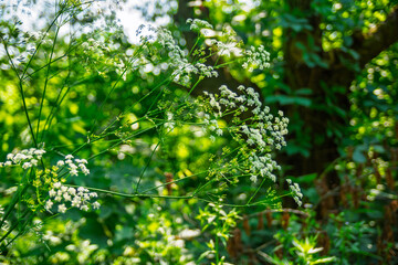 White flowering plants basking in morning sunlight in a forest