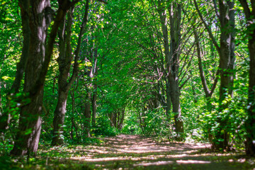 Lush green pathway through a serene forest during daylight