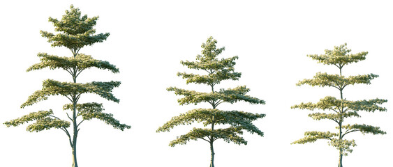 Set of Cornus controversa (wedding cake tree) frontal set street trees isolated png on a transparent background perfectly cutout