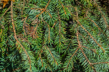 Green evergreen branches create a lush, natural backdrop in the forest