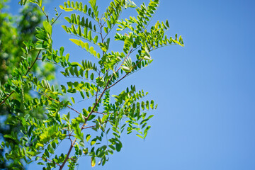 Lush green leaves against a clear blue sky in a tranquil setting