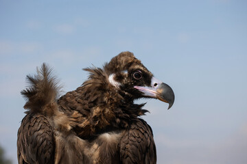 mountain eagle, wild bird on the background of mountains,