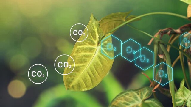 Photosynthesis in green leaf producing oxygen O2 from carbon dioxide CO2, Biochemical process used by plants