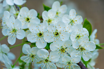 Beautiful white cherry blossoms blooming in springtime garden