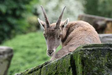 An Alpine Ibex (Capra Ibex)