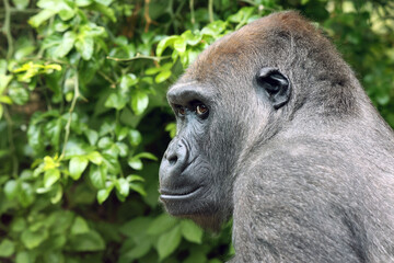 Fototapeta premium Western Lowland Gorilla on green tree background