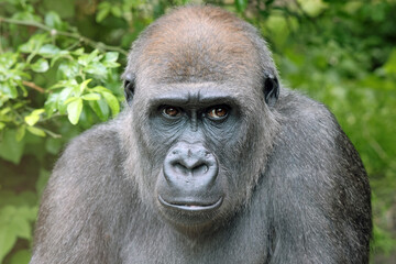 Western Lowland Gorilla on green tree background