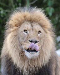 portrait of Lion (Panthera Leo), close up