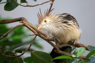guira cuckoo (Guira guira) on tree branch