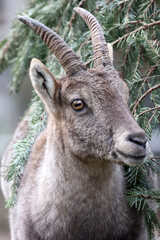 An Alpine Ibex (Capra Ibex)