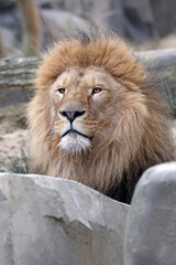 portrait of Lion (Panthera Leo), close up
