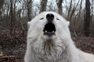 Howling Hudson Bay wolf (Canis lupus hudsonicus)