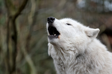 Howling Hudson Bay wolf (Canis lupus hudsonicus)