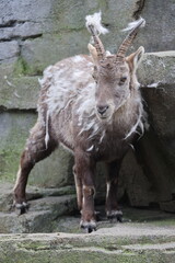 Alpine Ibex (Capra Ibex) in the moult