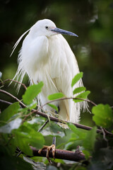 The little egret (Egretta garzetta) on tree branch
