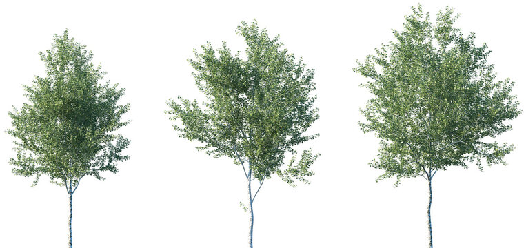 Set of Populus alba (commonly called silver poplar, silverleaf poplar, white poplar, abele) frontal set street trees isolated png on a transparent background perfectly cutout