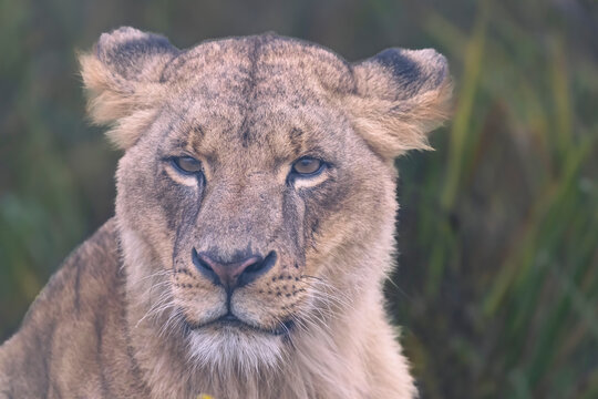 portrait of a lioness