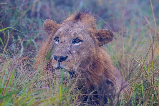 lion in the grass