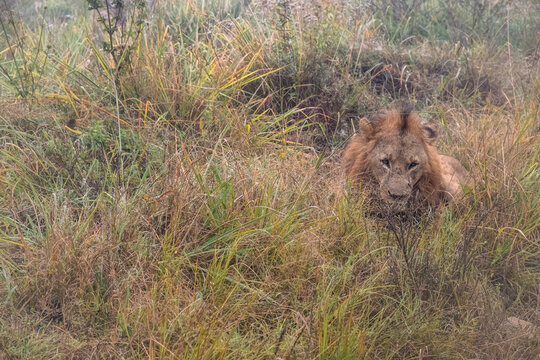 lion in the grass