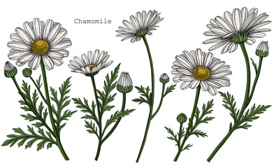 Vector chamomiles, daisy set, floral clipart