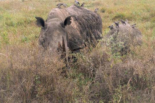 Rhinos in the weeds 