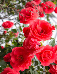 Close up shot of a orange roses in a garden.
