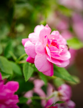 Close up shot of orange roses in a garden.
