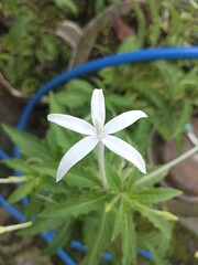 Obraz premium Elegant White Flower Blooming in a Natural Green Outdoor Setting