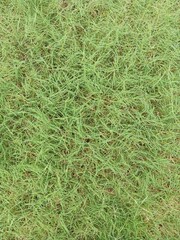 Lush Green Grass Background for Natural and Organic Concepts