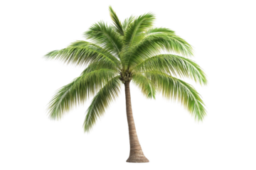 Palm Tree with Transparent Background, Isolated Tropical Plant for Digital Design and Compositing