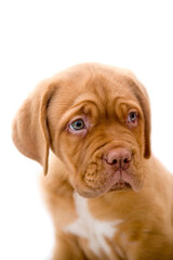 Dogue de Bordeaux puppy 10 weeks old