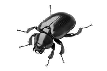 Shiny Black Beetle with Transparent Wings Flies Through Air with Grace