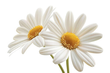 Two Delicate White Daisies with Yellow Centers,  a Symbol of Purity and Innocence.