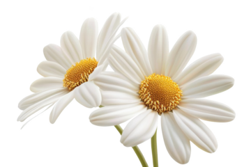 Two Delicate White Daisies with Yellow Centers,  a Symbol of Purity and Innocence.